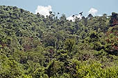 The cloud forest near the Cock of the Rock leks in the Manu reserve 